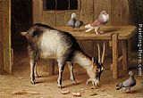 Goat Canvas Paintings - A Goat and Pigeons In a Farmyard